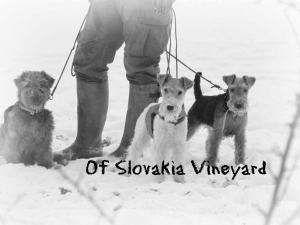 Of Slovakia Vineyard