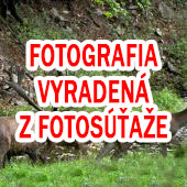 Jeleň s jelenicami
