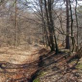marec v lese