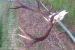 Predam