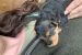 Welsh terrier