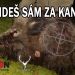 Keď ideš sám za kancom