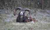 Muflonia ruja 2021-obora.