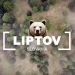 Liptov - Medvede na vecernej pasi